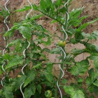 20x Tomatenstab Tomaten Spiralstab Rankhilfe Pflanzstab Rankstab