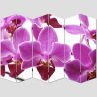 Orchidee