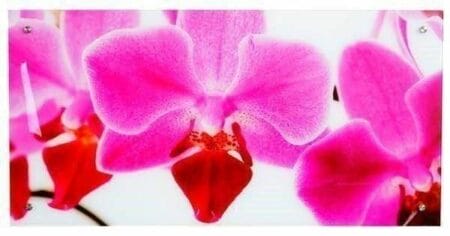 Glasbild Wandbild 50x100cm