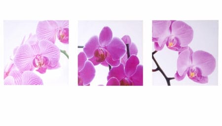 Leinwandbild Wandbild 3-teilig 150x50cm ~ Orchidee