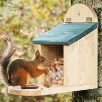 Eichhörnchen Futterstation Walnussblick aus Holz.
