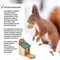 Eichhörnchen Futterstation Walnussblick aus Holz.
