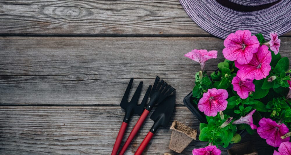 Gartenwerkzeuge mit roten Griffen neben blühenden pinkfarbenen Petunien auf einem Holztisch, daneben ein lila Strohhut.