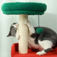 Mehrfarbiger 6-Ebenen Katzenbaum mit Höhle, Spielball und Sisal-Säulen, 135cm hoch, für Katzen bis 5kg, ein Paradies für Kletterer.