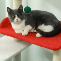 Mehrfarbiger 6-Ebenen Katzenbaum mit Höhle, Spielball und Sisal-Säulen, 135cm hoch, für Katzen bis 5kg, ein Paradies für Kletterer.