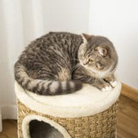 Kratzbaum für Katzen mit 3 Ebenen aus Sisal und Plüsch, bietet Abwechslung zum Kratzen, Klettern und Ruhen.