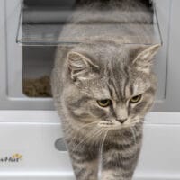 Graue Katzentoilette mit Deckel, praktisch und hygienisch, hält Gerüche im Zaum.