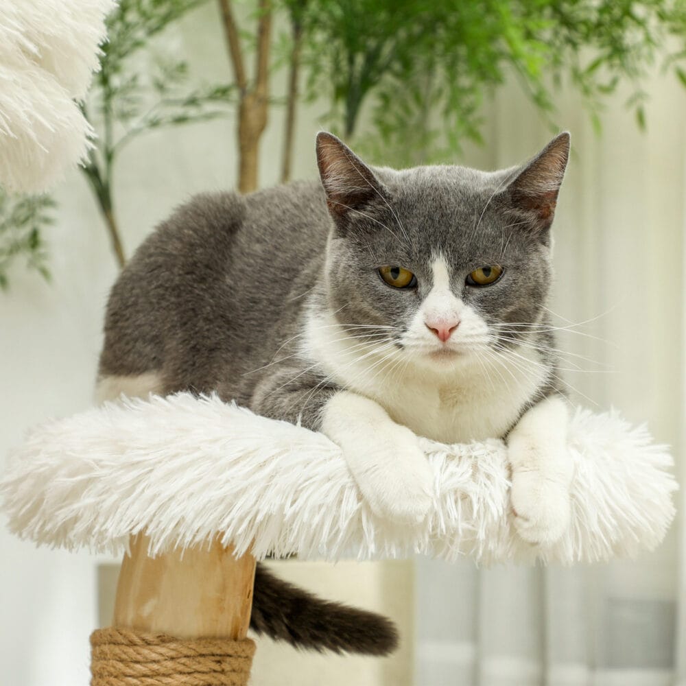 Weisser Kratzbaum mit Betten und Spielball, 61.5cm hoch, für Katzen bis 5kg, ein gemütlicher und unterhaltsamer Kratzplatz.