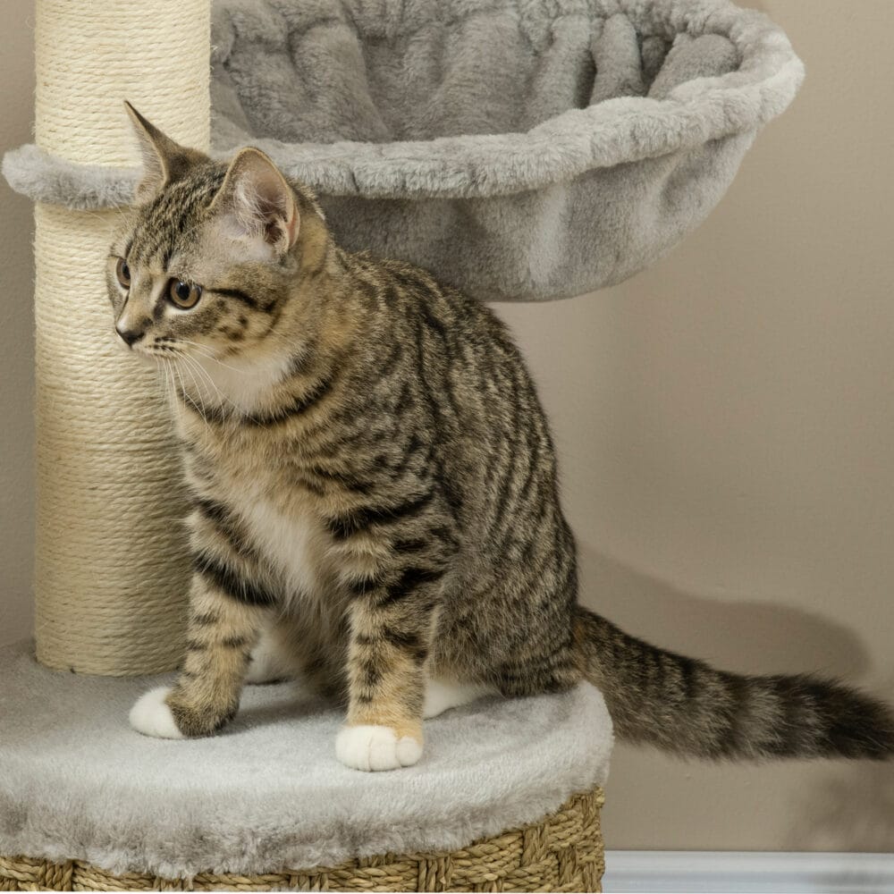 Hellgrauer Kratzbaum mit gemütlicher Höhle und Hängematte, ideal für kleine Katzen, 115cm hoch.