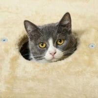 Beiger Katzen-Kratzbaum mit integrierter Katzenhöhle, 74cm hoch, für Katzen bis 5kg, bietet eine kompakte Kratz- und Kuschelmöglichkeit.