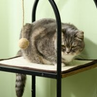 Brauner Kratzbaum mit Kratzmatte, 118.5cm hoch, für Katzen bis 5kg, ein schlankes und funktionales Kratzmöbel.
