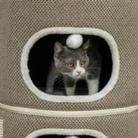 Kaffeebraun-cremeweisse Kratztonne aus Sisal, 69cm hoch, für Katzen bis 6kg, eine attraktive und funktionale Kratzmöglichkeit.