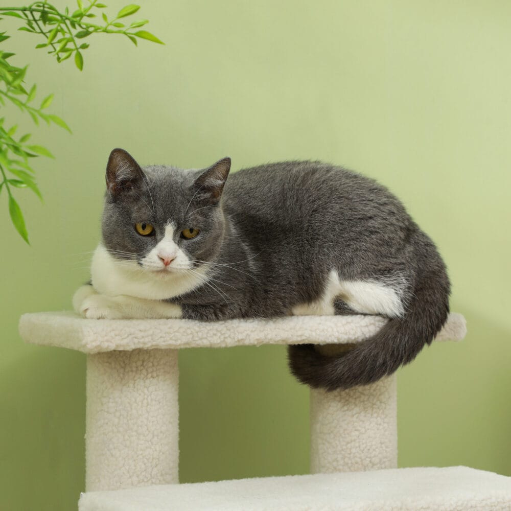 Beige Tiertreppe mit 4 Stufen.